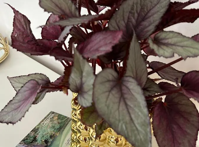 Apartment Bb Kladovo